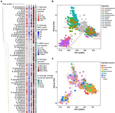 Species-specificity of the secondary biosynthetic potential in Bacillus